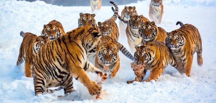 По следу Уссурийского тигра